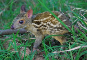 WD mouse deer baby RZ 13May2012 (14)